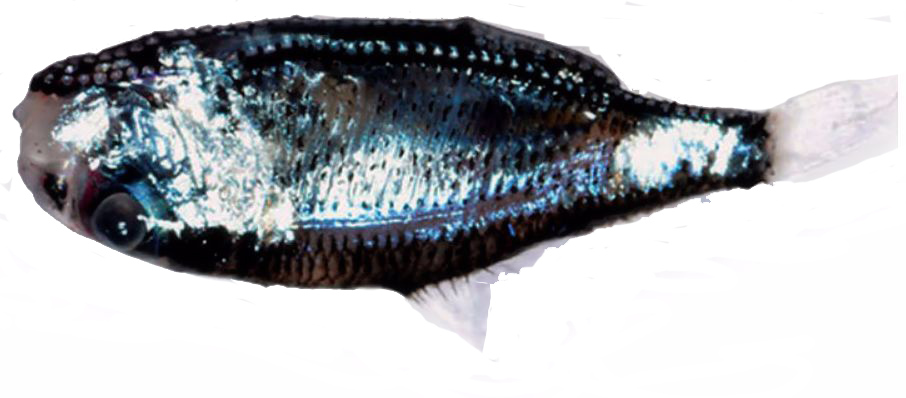 Ichthyococcus ovatus_0001.jpg